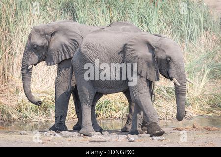 Zwei junge afrikanische Elefanten in einem Wasserloch im Etosha-Nationalpark, Namibia, Afrika Stockfoto