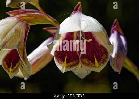 Gladiolus Papillo: Bogenförmige Blütenstängel tragen Kapuzenblumen, außen weiß und lila, innen violett und innen violett. Stockfoto