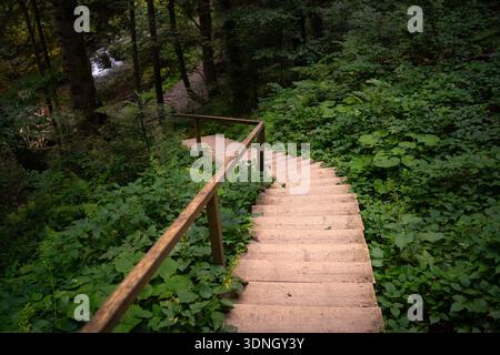 Eine Holztreppe mit einem Geländer führt hinunter in einen dichten grünen Wald, umgeben von üppiger Vegetation und hohen Bäumen. Der Pfad führt den Betrachter durch Stockfoto
