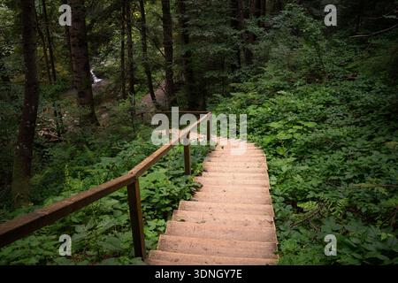 Eine Holztreppe mit einem Geländer führt hinunter in einen dichten grünen Wald, umgeben von üppiger Vegetation und hohen Bäumen. Der Pfad führt den Betrachter durch Stockfoto