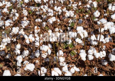 Ein Feld aus reifer Baumwolle, bereit für die Ernte an einem sonnigen Sommertag in Amazonas, Mato Grosso, Brasilien. Landwirtschaft, Umwelt, Ökologie. Stockfoto