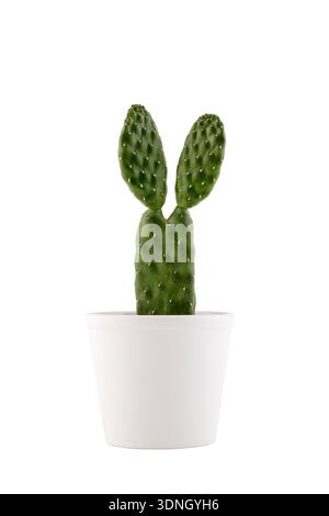 Kakteen Opuntia mit Hasenohren isoliert auf weiß mit Schneideweg Stockfoto