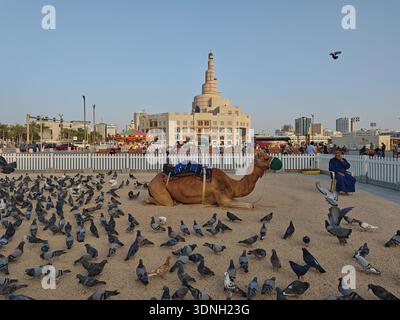 Doha, Katar-Februar 9,2026: Souq Waqif Nachmittagsschuss mit Kamel und Tauben im Vordergrund und Al-Fanar Qatar Islamisches Kulturzentrum im Hintergrund Stockfoto