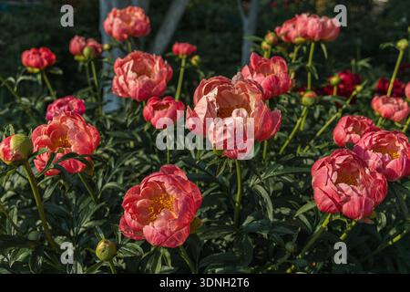 Krautige Pfingstrose Korallen Charme im Blumengarten Stockfoto