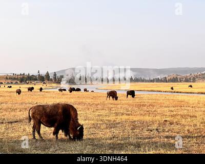 Bisonherde weidet auf einem breiten, goldenen Grasland in der Nähe eines Flusses, während Dampf aus geothermischen Quellen in der wilden und malerischen Yellowstone-Landschaft steigt. Stockfoto