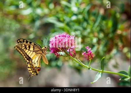 Nahaufnahme eines Schwalbenschwanzes aus der alten Welt - Papilio Machaon - in der französischen provence, nahe der Stadt Cotignac. Stockfoto