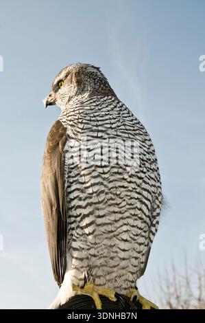 Peregrine falcon Stockfoto