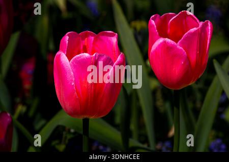 Zwei pinkfarbene Tulpen in einem Blumengarten Stockfoto