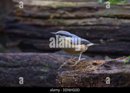 Eurasische Nuthatch (Sitta europaea) im natürlichen Waldhabitat in Sussex, Großbritannien. Einheimischer britischer Vogel, der zwischen Baumrinde hockte und auf Nahrungssuche war Stockfoto