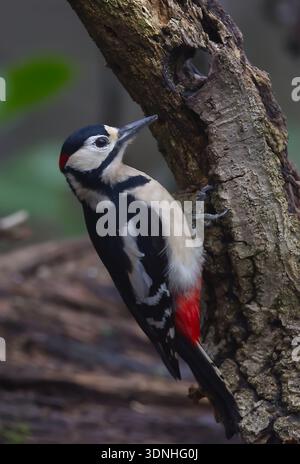 Großspecht (Dendrocopos Major) auf Baum mit verschwommenem Waldhintergrund. Sussex, Großbritannien Stockfoto