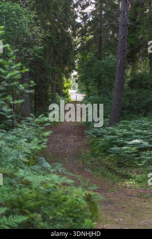 Pfad führt durch einen dunklen Wald mit stimmungsvoller Waldlandschaft Stockfoto
