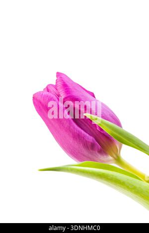 Lila Tulpe isoliert auf weiß im Studio Stockfoto