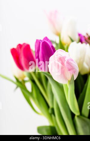 Ein Haufen lila und rosa Tulpen im Studio Stockfoto