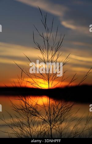 Grassamen Köpfe vor dem See und Sonnenuntergang mit Bäumen in Silhouette. Stockfoto
