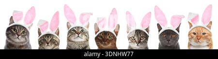 Niedliche Katzen mit Osterhasenohren Stirnbänder isoliert auf weiß, Set Stockfoto
