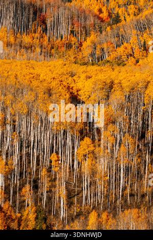 Nahaufnahme eines Aspenwaldes im Herbst in Colorado Stockfoto