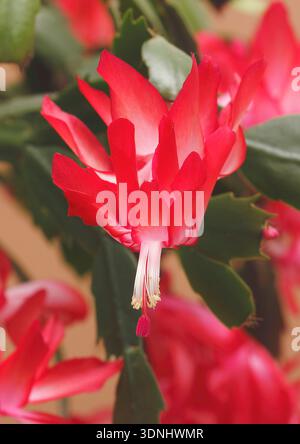 Weihnachtskaktus (Schlumbergera-Hybride), Blume Stockfoto