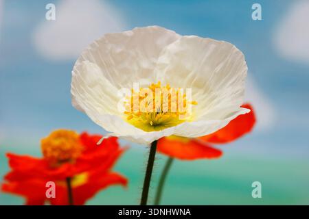 Alaska-Mohn, Islandmohn (Papaver Nudicaule), weiße und rote Blumen vor blauem Himmel Stockfoto