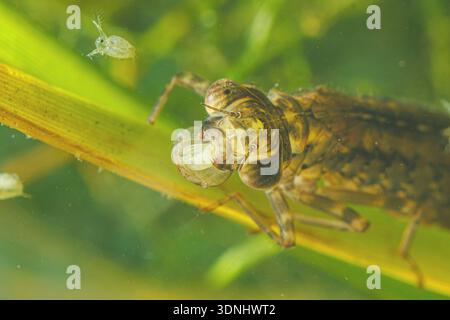 Blau-grüner Darner, südliche aeshna, südliche Hawker (Aeshna cyanea), Larve, mit gefangenem Wasserfloh in der Fangmaske, Nahaufnahme, Deutschland Stockfoto