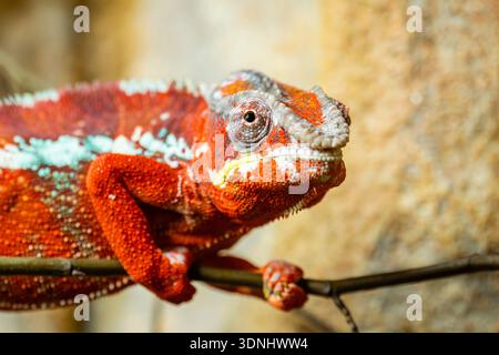 Panther Chamäleon (Furcifer pardalis, Chamaeleo pardalis), sitzend auf einem Ast, halblanges Porträt Stockfoto