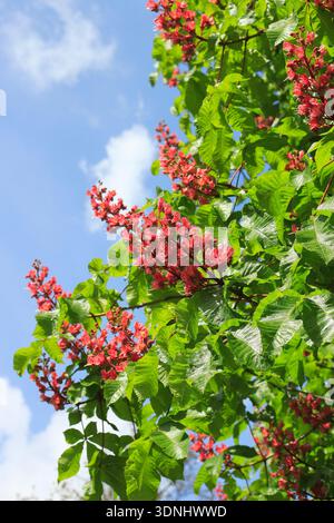 Rote Rosskastanie, rosa Rosskastanie (Aesculus x carnea, Aesculus carnea), blühend Stockfoto