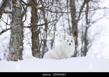 polarfuchs, Polarfuchs (Alopex lagopus, Vulpes lagopus), im Wald im Schnee, Norwegen, Troms, Polar Park, Bardu Stockfoto