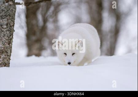 polarfuchs, Polarfuchs (Alopex lagopus, Vulpes lagopus), im Wald im Schnee, Norwegen, Troms, Polar Park, Bardu Stockfoto