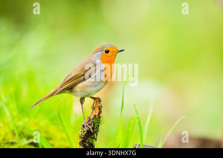 Europäischer robin (Erithacus rubecula), sitzend auf einem Baumstumpf, Deutschland, Bayern Stockfoto