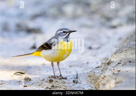 Graue Bachstelze (Motacilla cinerea), männlich sitzt auf dem Boden, Zypern, Troodos Stockfoto