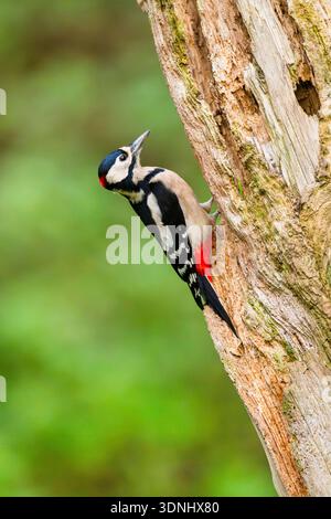 Großspecht (Picoides Major, Dendrocopos Major), sitzt im Spätsommer auf einem alten, verrotteten Baumstamm, Deutschland, Bayern Stockfoto