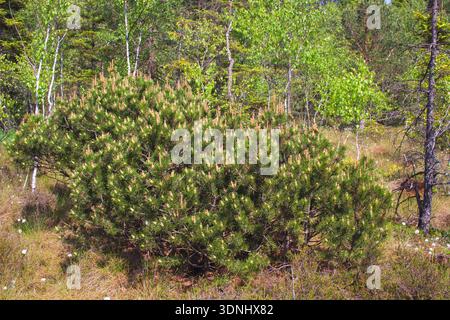 Mountain Pine, Mugo Pine (Pinus mugo), Gewohnheit, Deutschland, Bayern Stockfoto