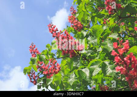 Rote Rosskastanie, rosa Rosskastanie (Aesculus x carnea, Aesculus carnea), blühend Stockfoto