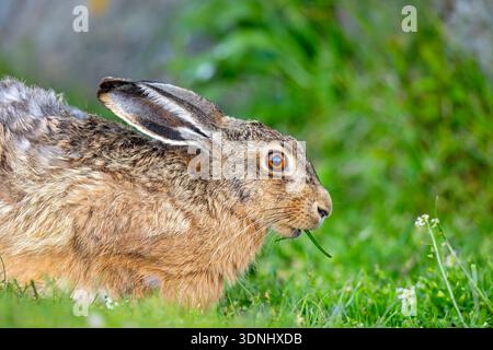 Europäischer Hase, Braunhase (Lepus europaeus), Gras auf einer Wiese, Schweden, Oeland, Ottenby Stockfoto