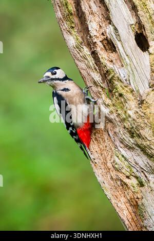 Großspecht (Picoides Major, Dendrocopos Major), sitzt im Spätsommer auf einem alten, verrotteten Baumstamm, Deutschland, Bayern Stockfoto