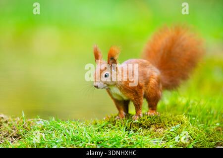 Europäisches Rotes Eichhörnchen, eurasisches Rotes Eichhörnchen (Sciurus vulgaris), auf Moos stehend, Deutschland, Bayern Stockfoto