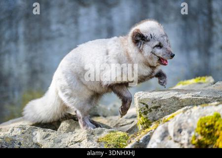 polarfuchs, Polarfuchs (Alopex lagopus, Vulpes lagopus), Springen Stockfoto