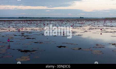 Rote Lotusblüten blühen auf einem ruhigen See. Udon Thani, Thailand, bei Sonnenuntergang. Uberstrahlungen rosa Lotusblumen auf dem Wasser. Stockfoto