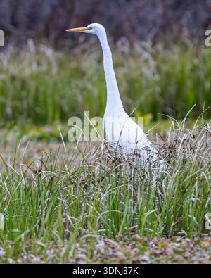 Großreiher Nahaufnahme - Ardea alba Nahaufnahme - Weißreiher Gefieder Nahaufnahme mit Ptiloerektion Stockfoto