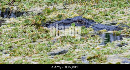 Amerikanischer Alligatorsumpf - Alligator mississippiensis im Wasserschwimmen - bedrohtes Florida Reptil - Nahaufnahmen von Auge und Zähnen Stockfoto