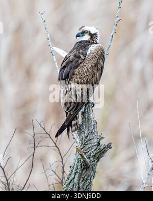 Osprey Pandion - Heilbäumchen auf zerbrochenem totem Baum aka. Sea Falk Fish Falk Bird of Prey - Feuchtvogel für Zugvögel in Zentral-Florida Stockfoto