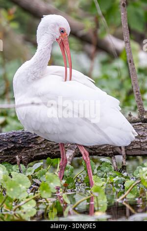 Weißes Ibis Wading Close up - Eudocimus albus Closeup Preening - Nahaufnahme weißes Gefieder und rotes Schnabeldetail Stockfoto