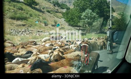 Bildunterschrift: Eine große Schaf- und Ziegenherde blockiert eine asphaltierte Straße im Panjshir Valley, Afghanistan, was zu einem Verkehrsstopp während einer Landfahrt führt. Stockfoto