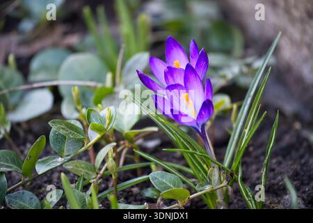 Zwei leuchtend violette Krokusblüten tauchen im frühen Frühjahr aus dem Boden auf, umgeben von grünem Laub und frischem Wachstum. Stockfoto