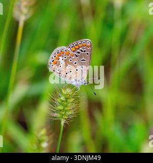Weiblicher blauer Schmetterling polyommatus icarus, der im Gras sitzt Stockfoto