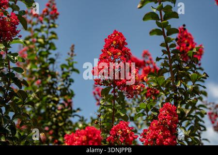 Rote Blumen blühen auf einem Baumzweig gegen blauen Himmel. Blühende Blumen im Sommer. Baumzweige bedeckt mit roten Blumen. Die Lagerstroämieblume. Stockfoto