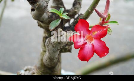 Leuchtende rote Adeniumblume mit Wassertröpfchen auf Wüstenrosenstiel Hintergrund Stockfoto