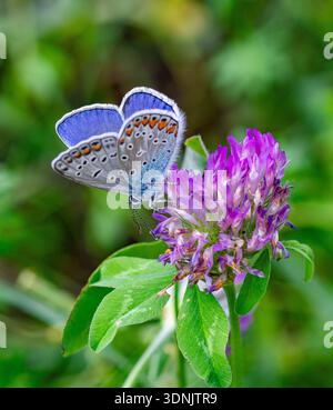 Makro eines männlichen polyommatus icarus-Schmetterlings auf einer medicago-Blüte. Stockfoto