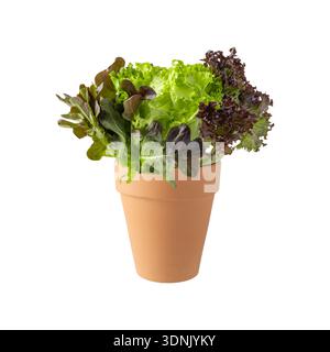 Frische Bio-Dreifarb-Salatpflanzen im keramischen Terrakottatopf isoliert auf weiß. Rote Eichenblattsalat, Lollo Rosso und Lollo Bionda Stockfoto