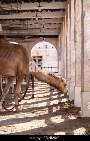 Doha, Katar - der Kamelstift in Doha, Katar, ist ein geschäftiges Drehkreuz in der Nähe des Falcon Souq in Souq Waqif. Stockfoto