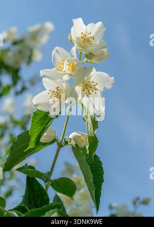 Weiße Jasminblüten blühen auf einem Jasminstrauch (Philadelphus) vor einem klaren blauen Himmel. Diese stark duftende Pflanze ist weithin als Garten-Jasmin bekannt Stockfoto